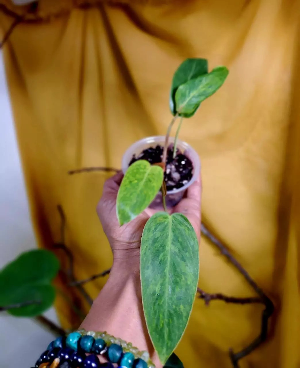 plant/Philodendron 'Orange Marmalade' 🍊🪴-0