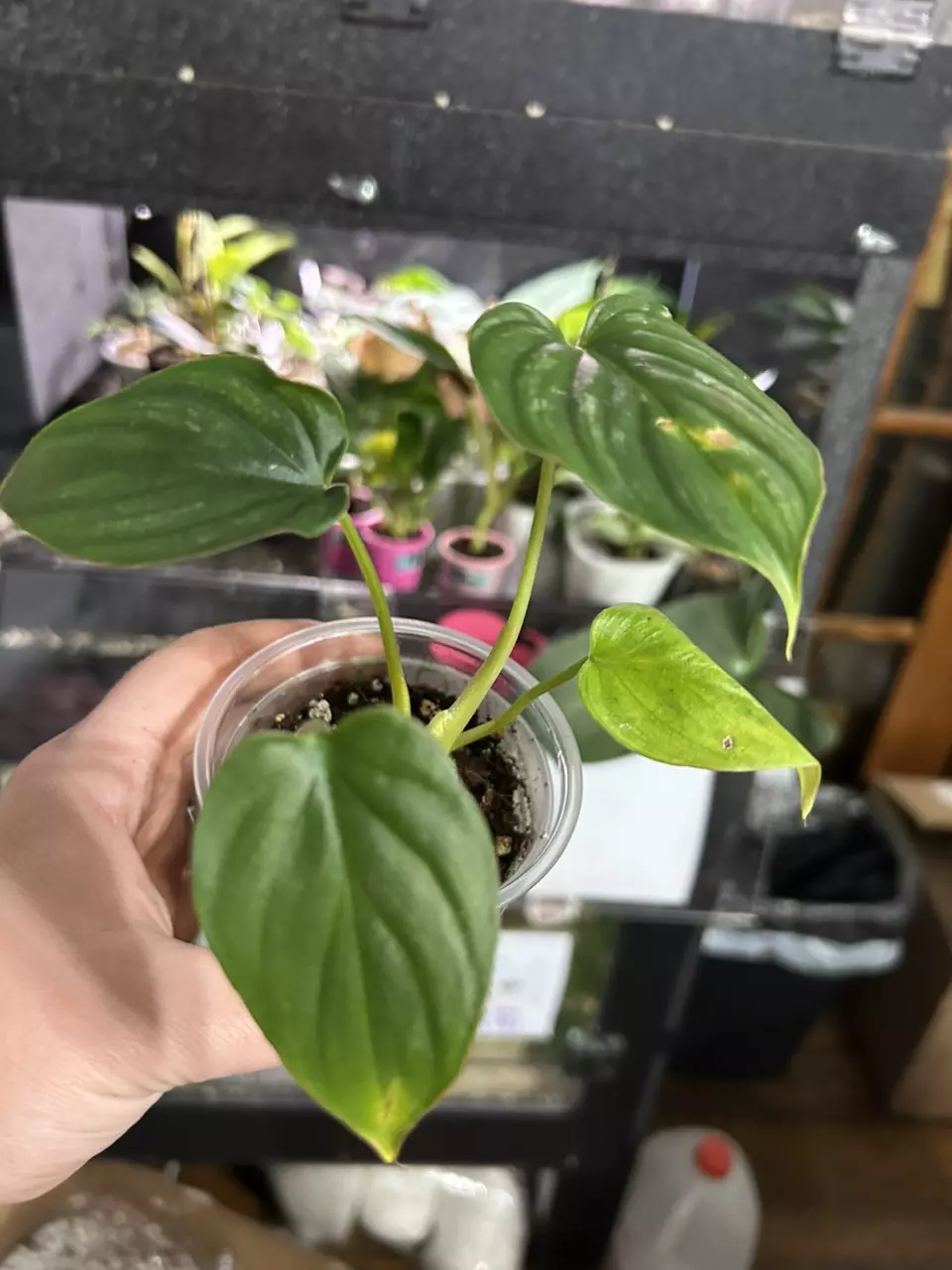 plant/Philodendron Plowmani-1