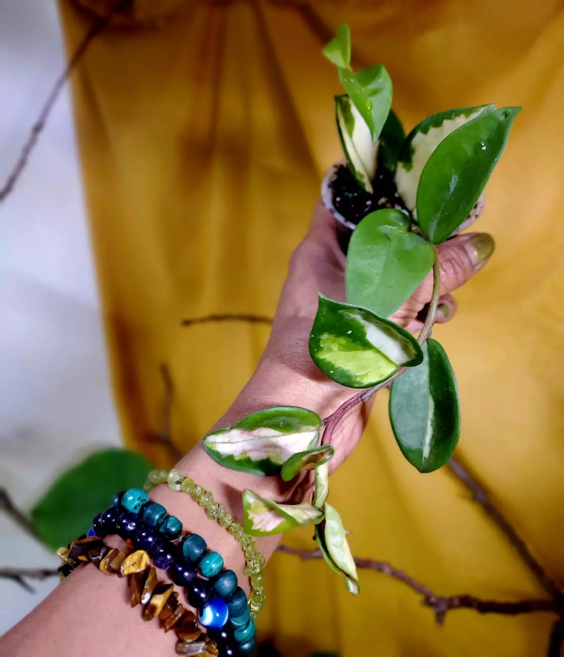 plant/Hoya 'Krimson Princess' 💗🪴👑 #4-1