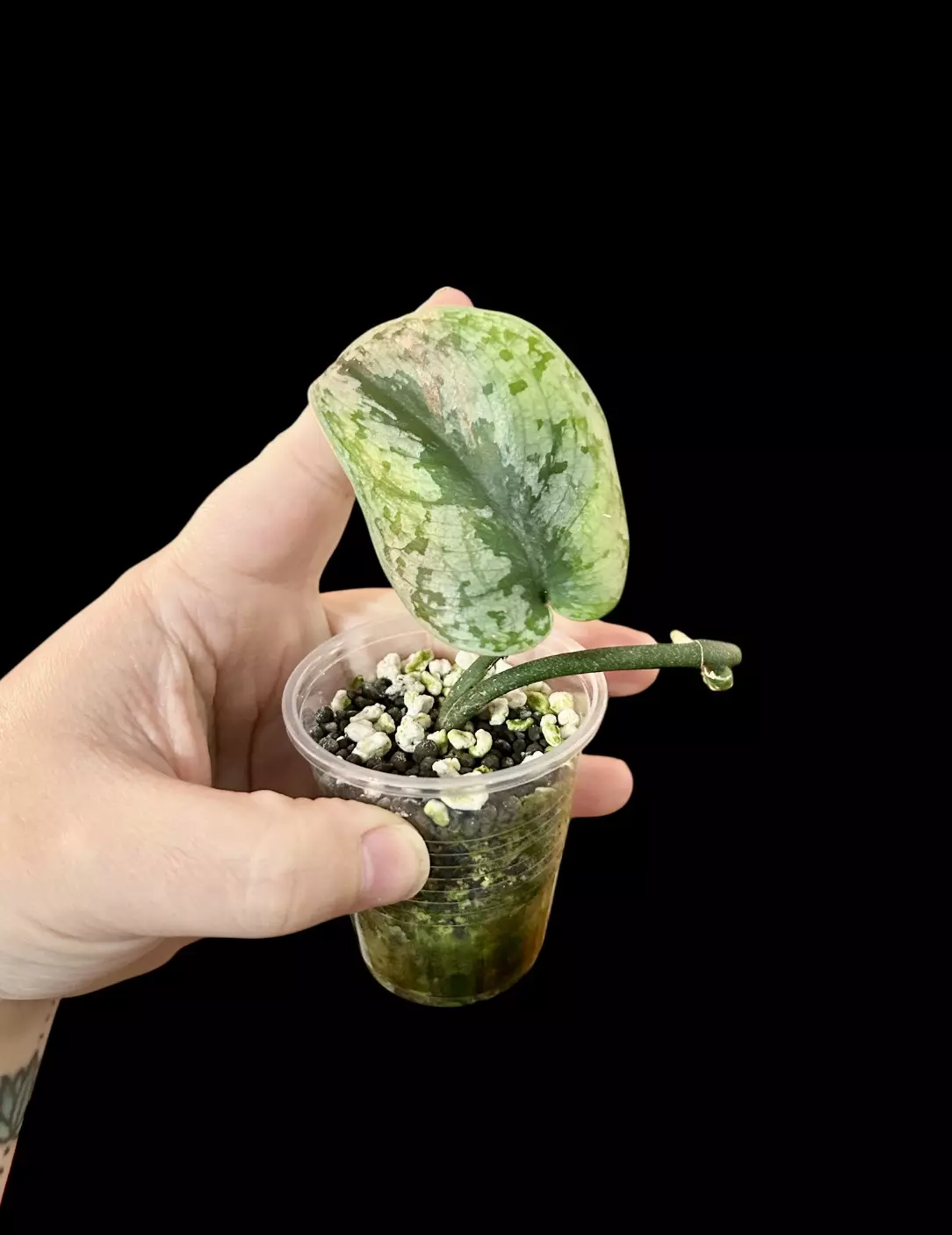 plant/Scindapsus Silver Cloud-0