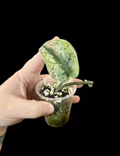 plant/Scindapsus Silver Cloud-0-thumbnail