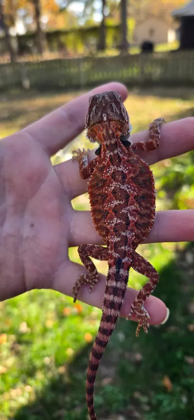 plant/75% Red monster male-0-thumbnail