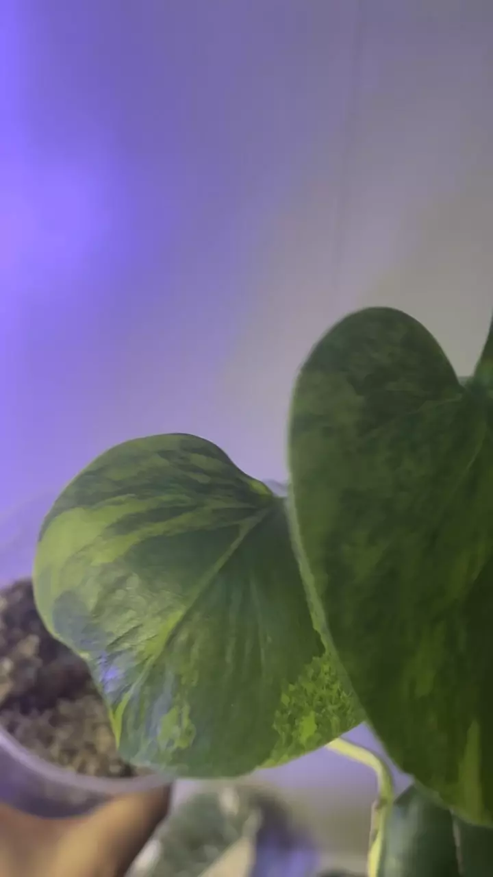 plant/Monstera yellow Marilyn-1