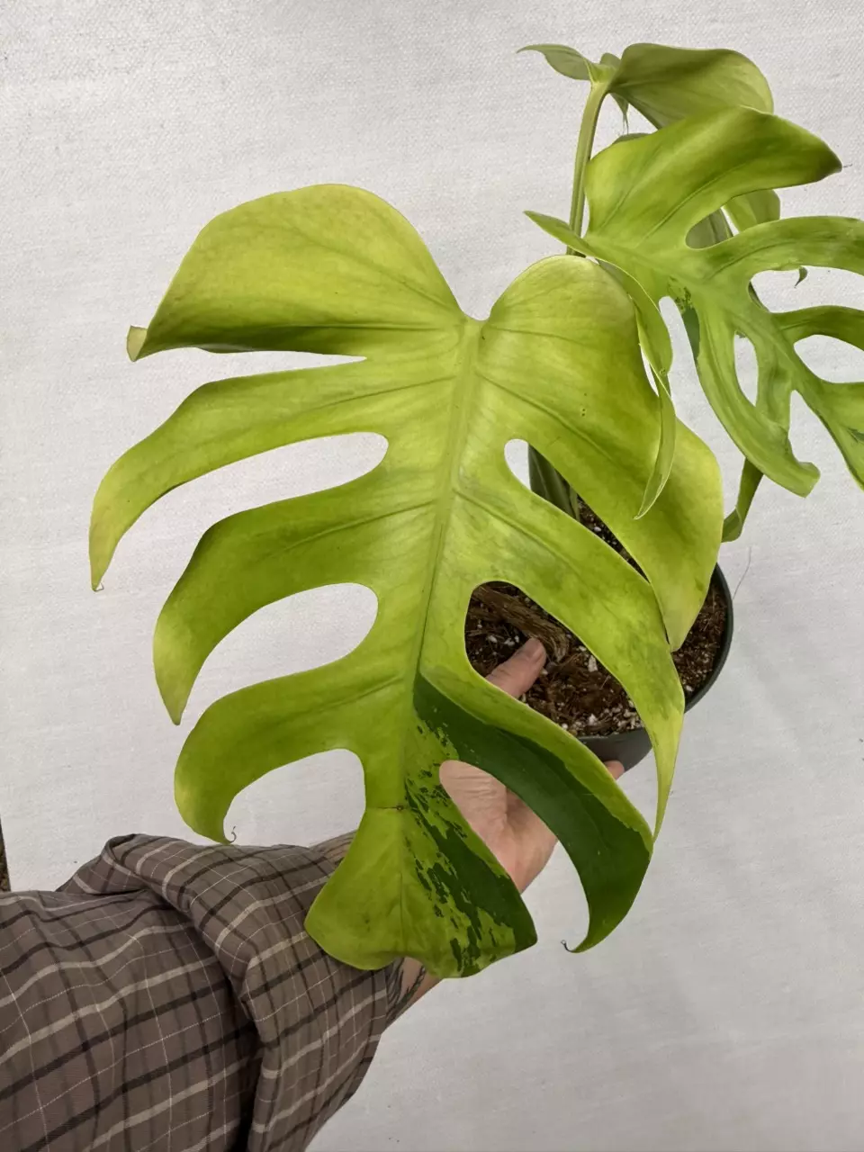 plant/Monstera Light Lime-2