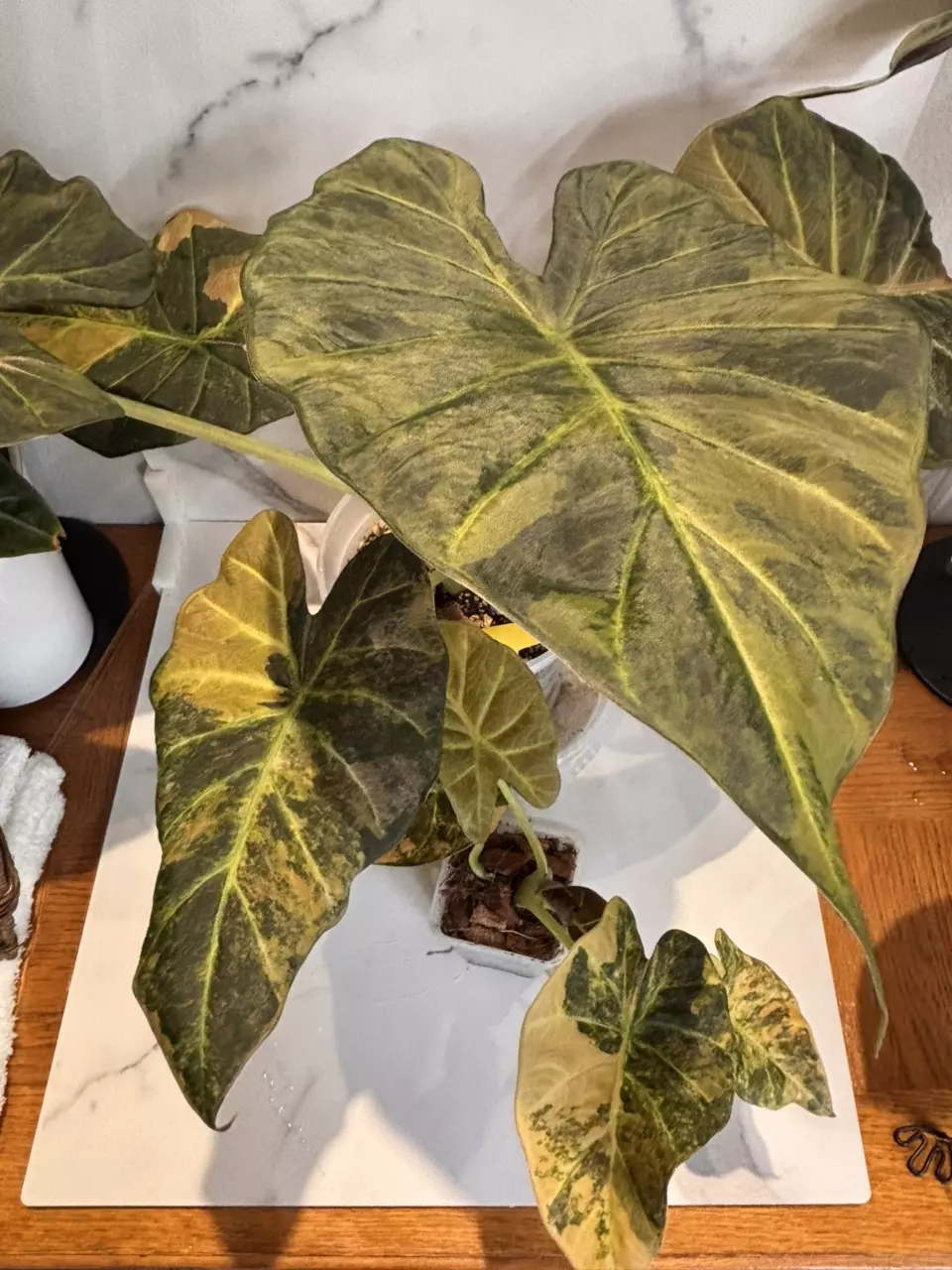 plant/Alocasia Regal Shield Rose Gold-0