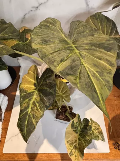 plant/Alocasia Regal Shield Rose Gold-0-thumbnail