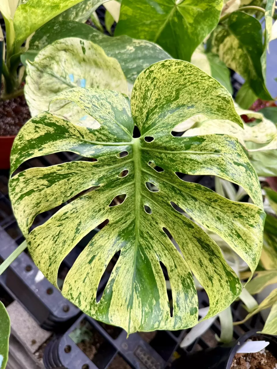 plant/Monstera Mint Siam PRESALE ships 12/1-0