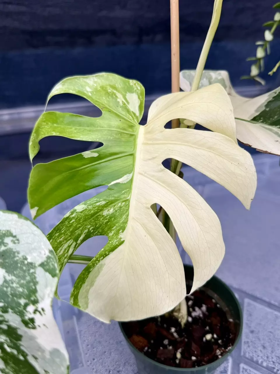 plant/Monstera Albo Large Form-0