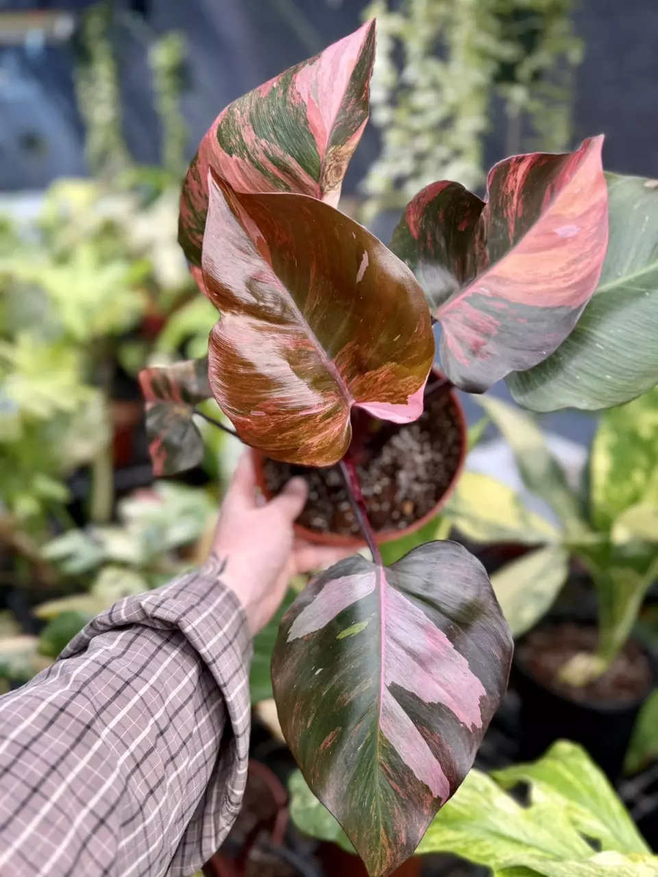 plant/Philodendron Fire Princess-0