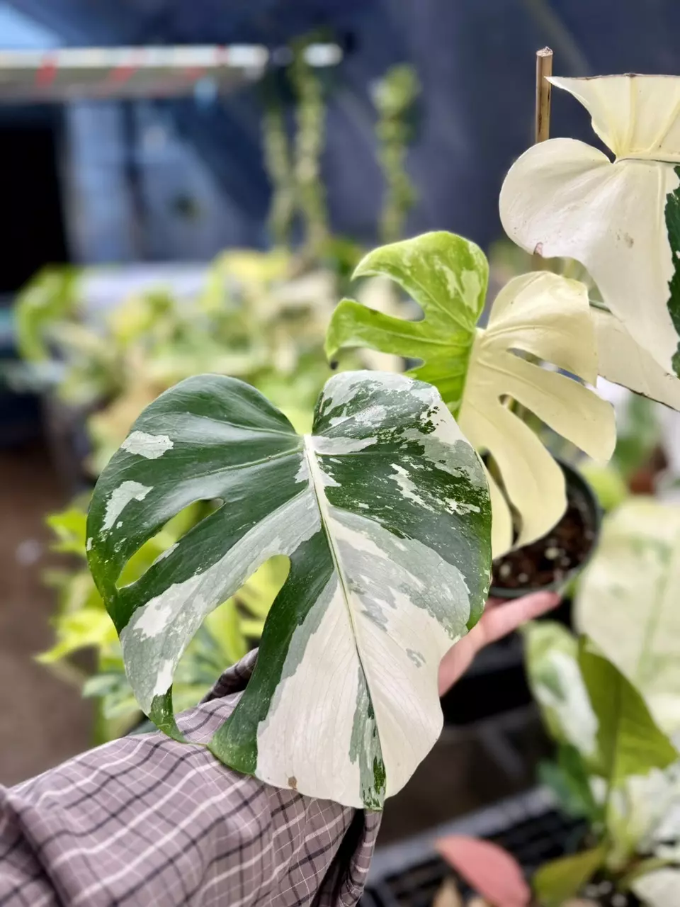 plant/Monstera Albo Large Form-1