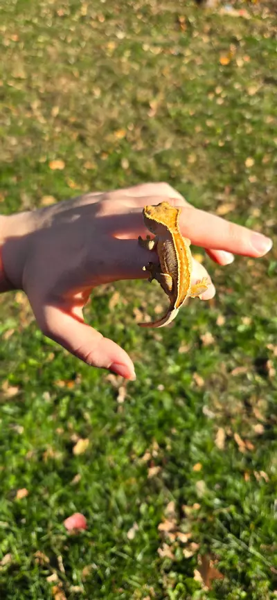 plant/Harley Quinn full pin Dal spots-2-thumbnail