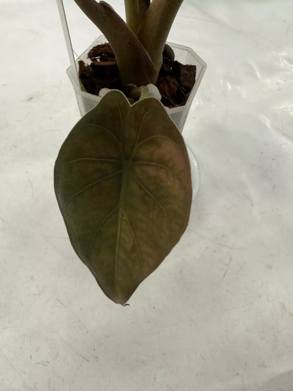 plant/Variegated Wentii-4