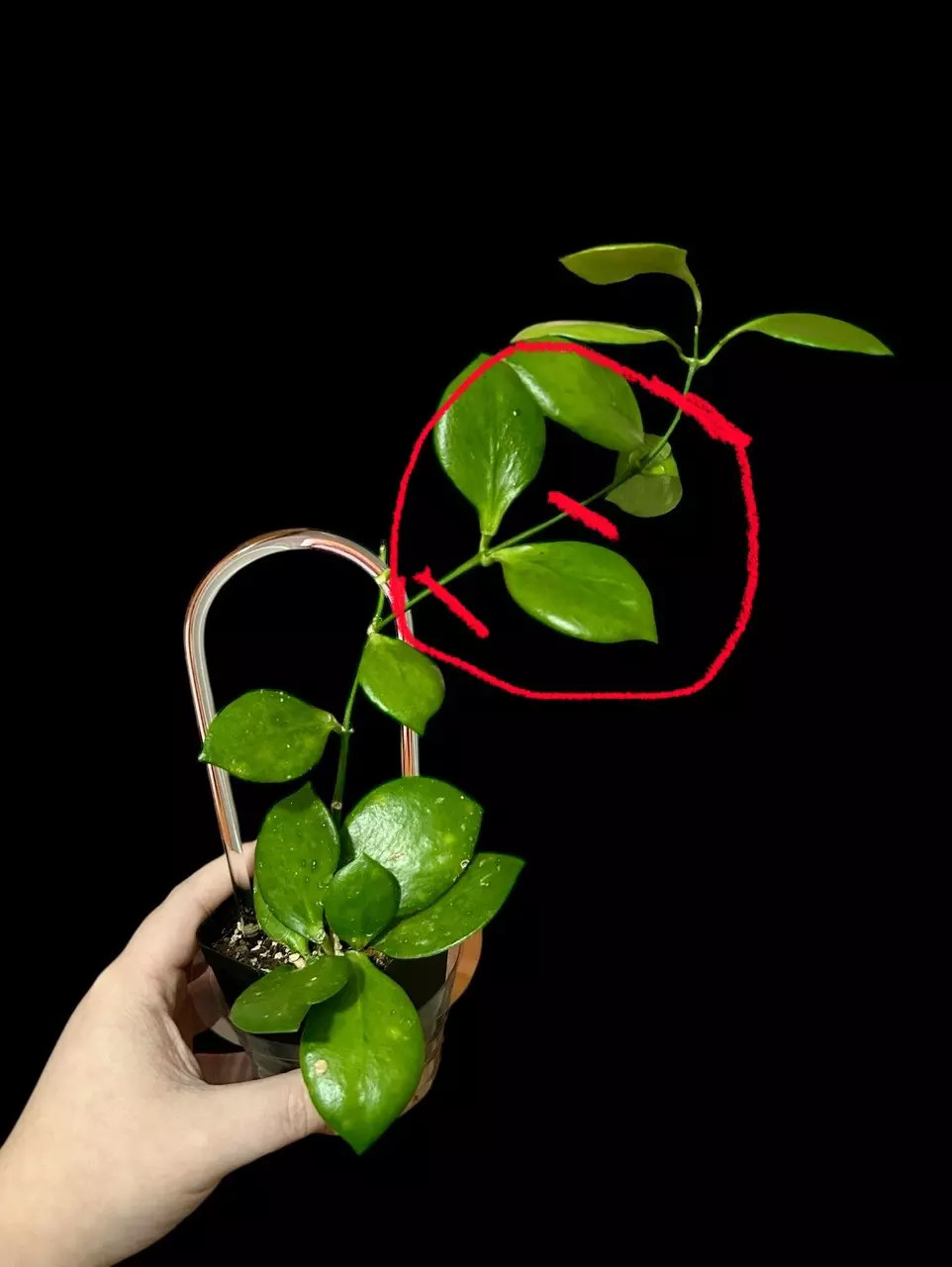 plant/Hoya NS05-055 - 2 leaf mid cut (fresh)-0