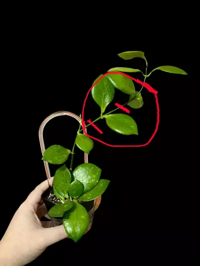 plant/Hoya NS05-055 - 2 leaf mid cut (fresh)-0-thumbnail