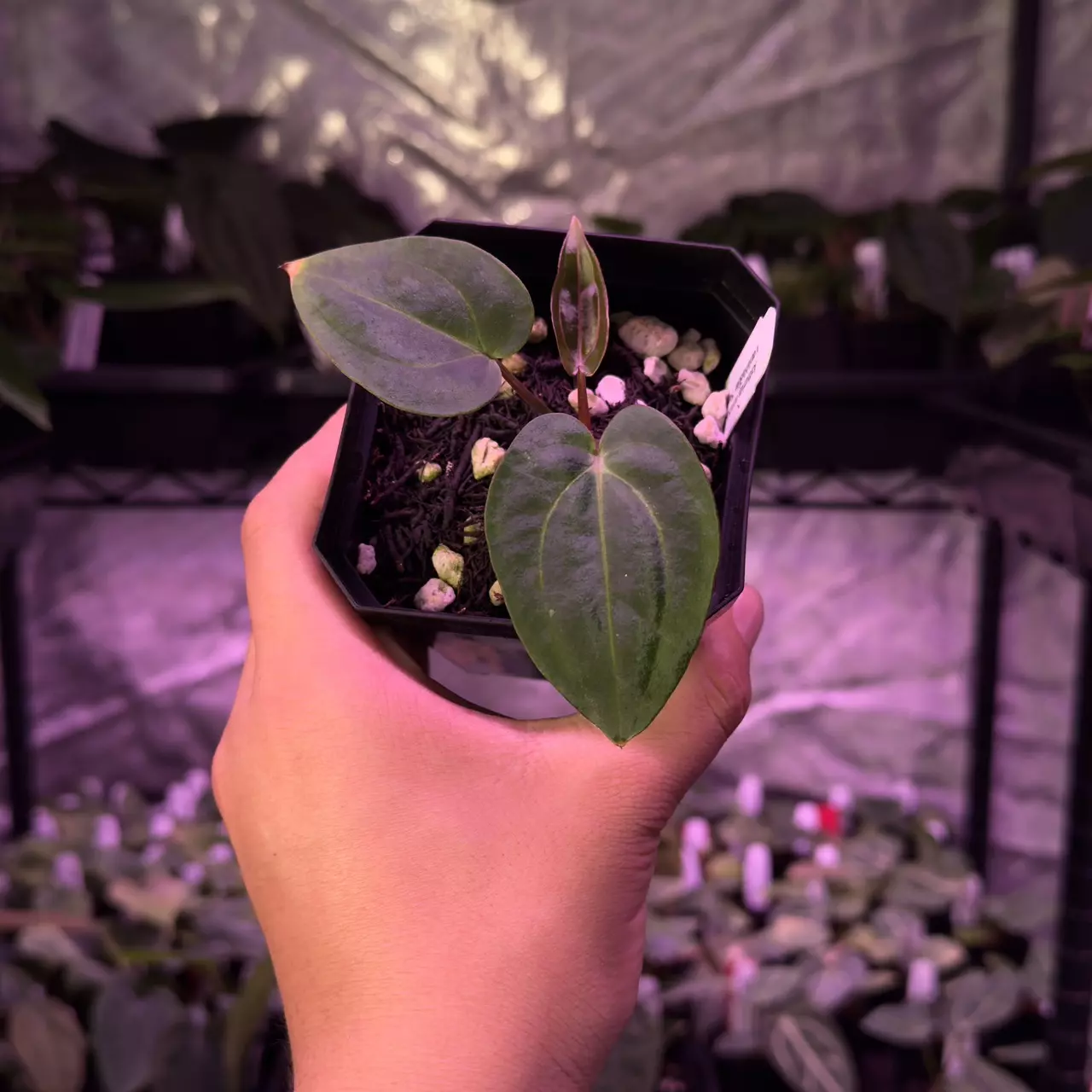 plant/(#91) Anthurium carlablackiae (5x10) x Sandía-0