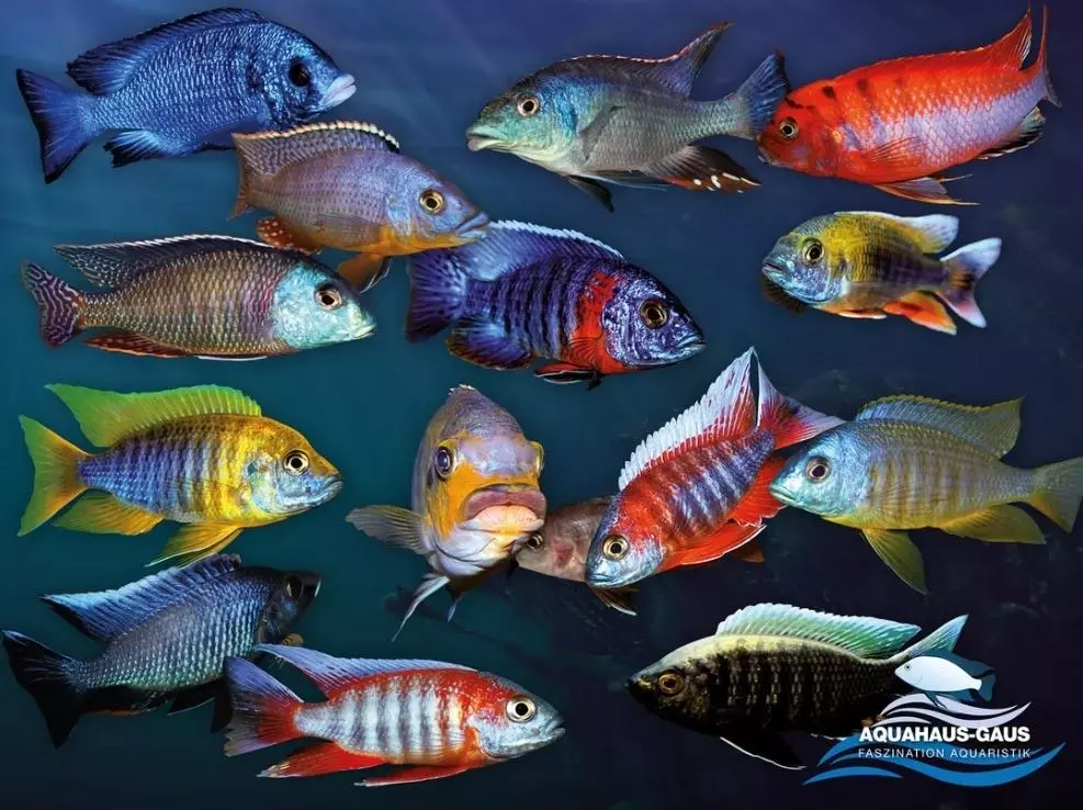 plant/African Cichlid Poster "Eureka"-0