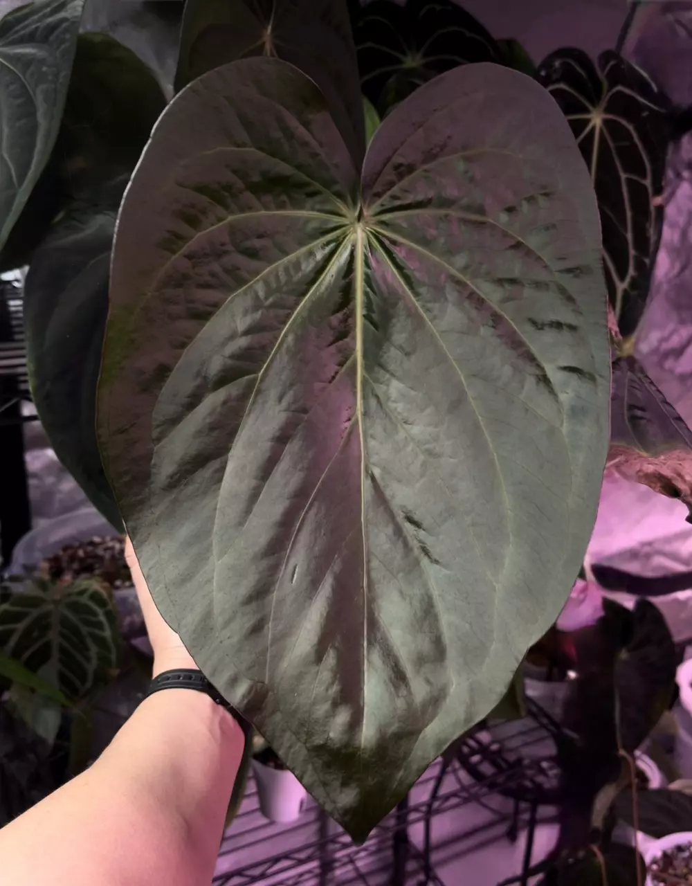 plant/(#93) Anthurium ((carla x (cerro x pap) x carlablackiae SKG-1