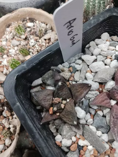 plant/Ariocarpus cv Godzilla-0-thumbnail