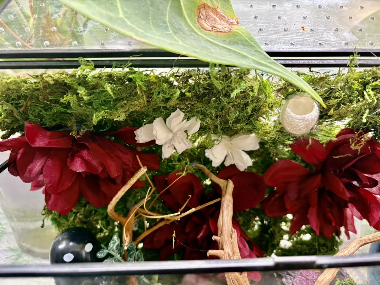 plant/Adult size jumping spider enclosure-2