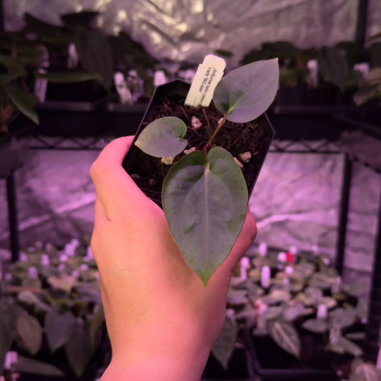 plant/(#93) Anthurium ((carla x (cerro x pap) x carlablackiae SKG-0