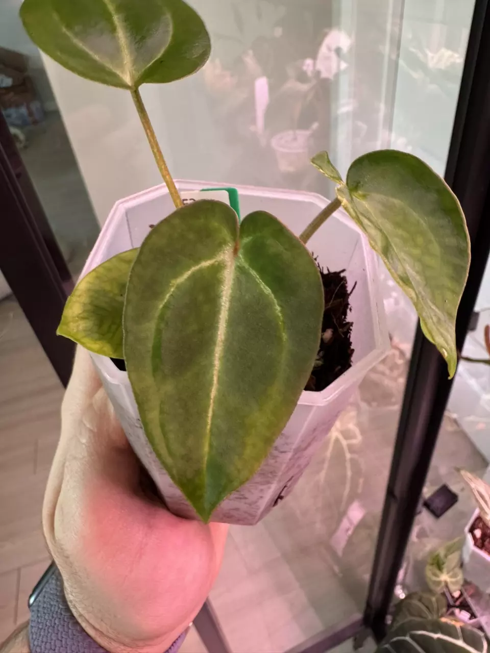 plant/Doc F2 x Besseae Aff.-0