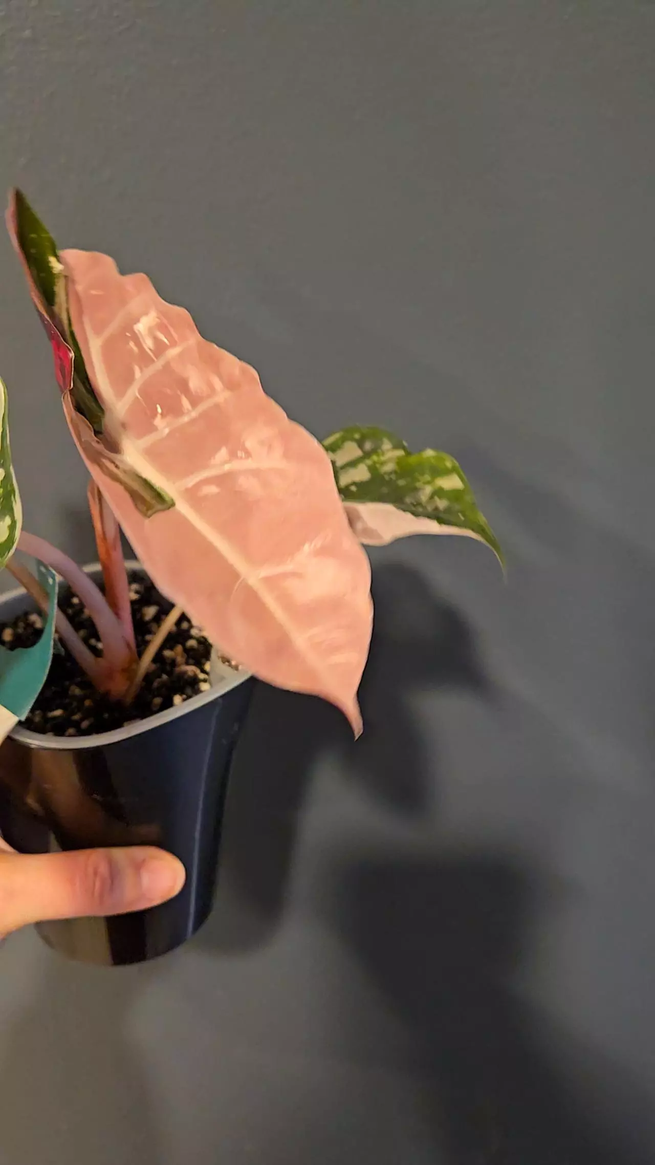 plant/Pink chant corms-0