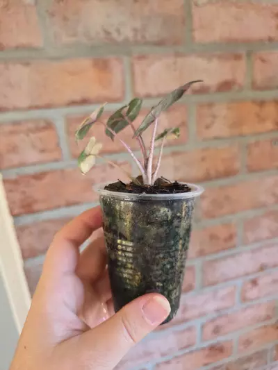 plant/Alocasia Yucatan Princess Pink-4-thumbnail