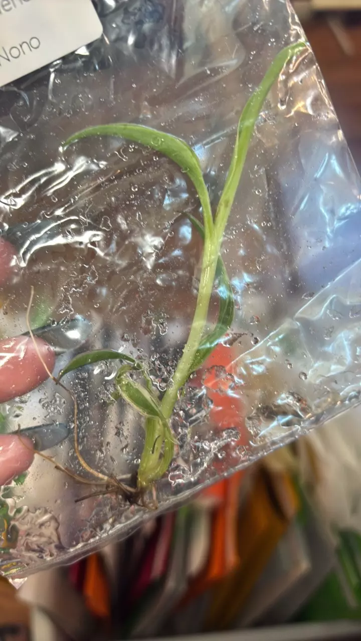 plant/Pink Musa NoNo tissue culture gc pink banana tree!-1