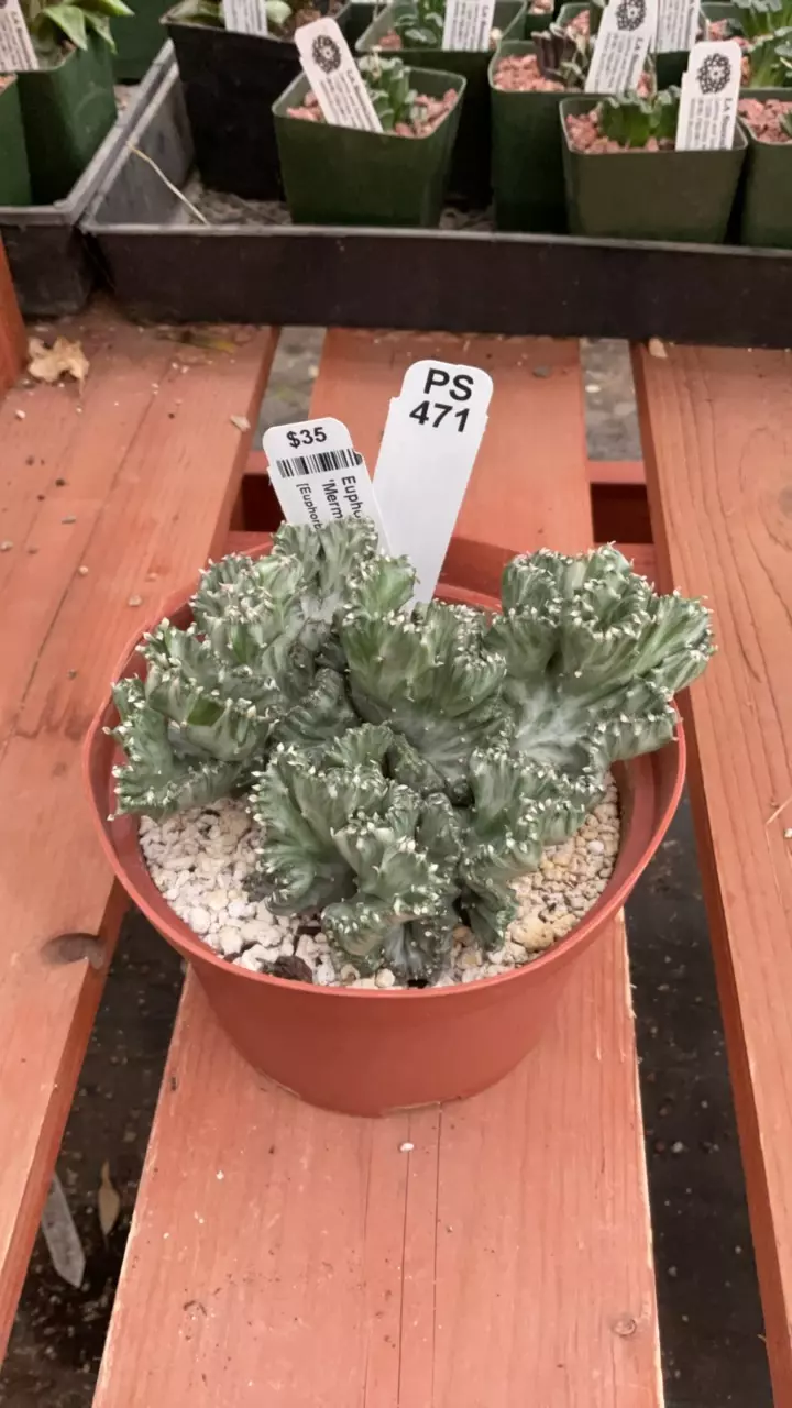 plant/Ps471 Euphorbia lactea - crested-0