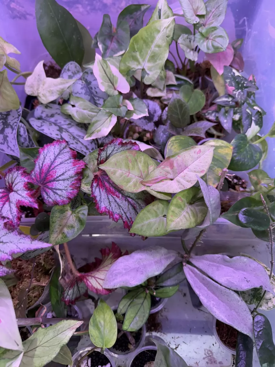 plant/Custom listing-0