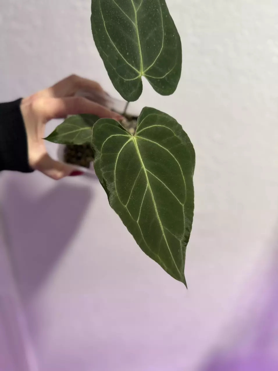 plant/Barry noid x (Carla x Bess)-0