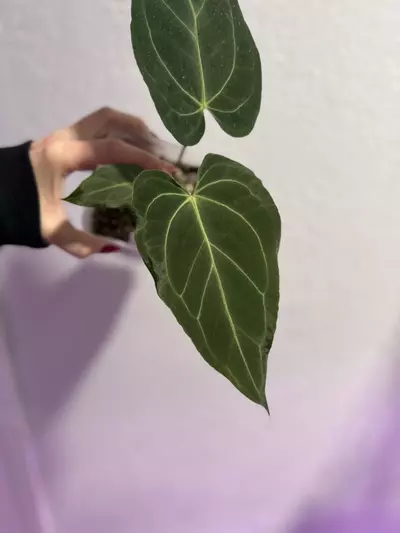 plant/Barry noid x (Carla x Bess)-0-thumbnail