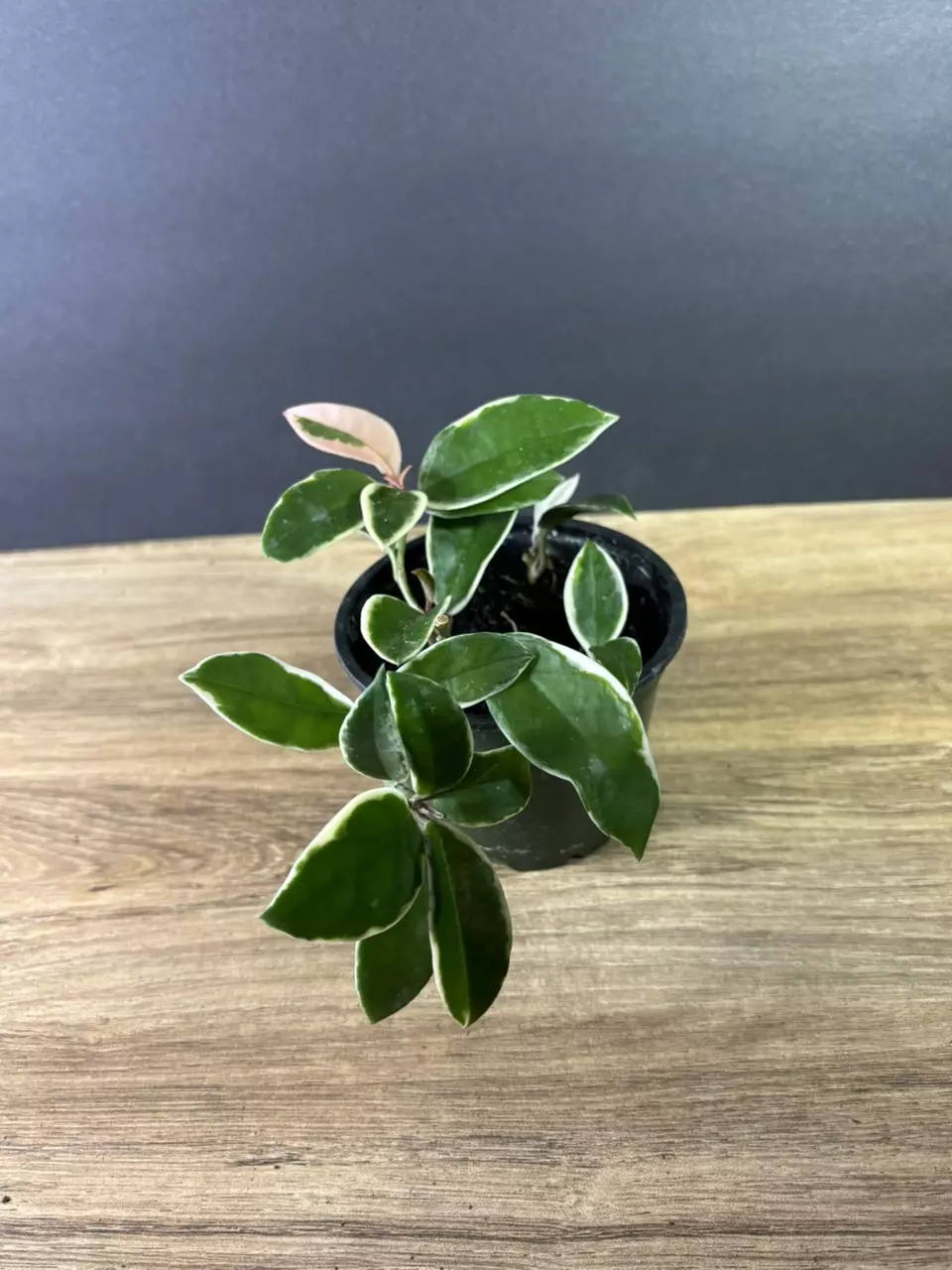 plant/Hoya Carnosa Albo 4” 1994-0