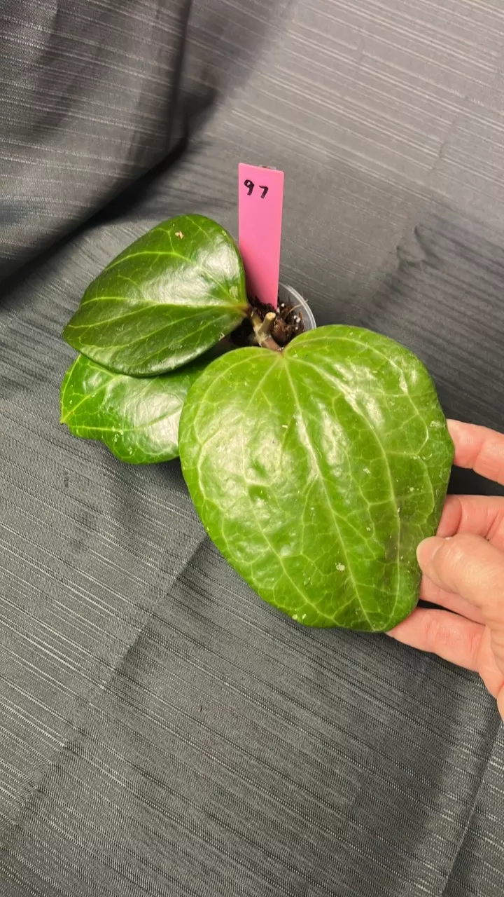 plant/97. H latifolia (Sarawak) unk bloom-0