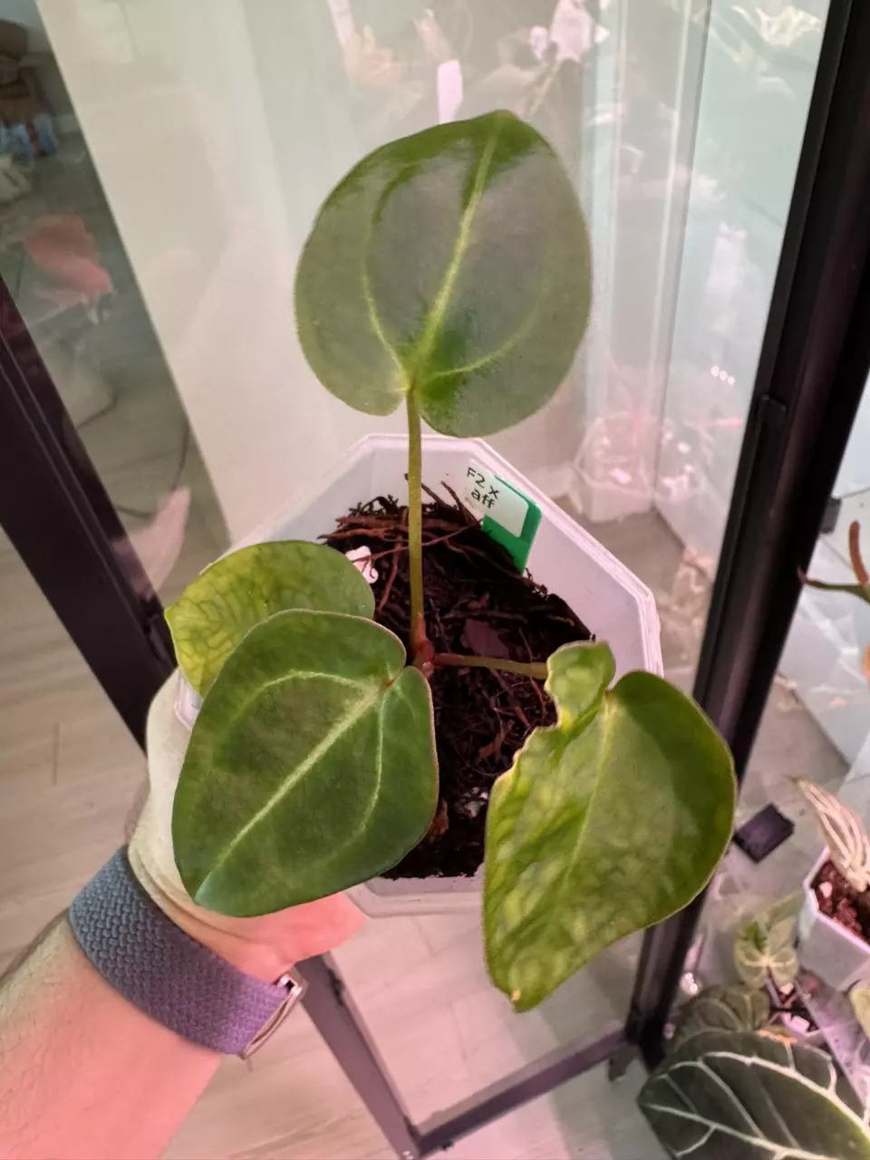 plant/Doc F2 x Besseae Aff.-1