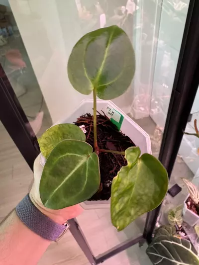 plant/Doc F2 x Besseae Aff.-1-thumbnail