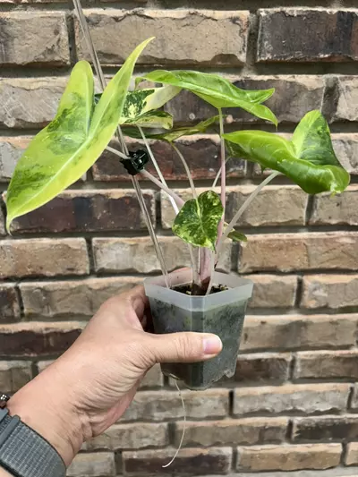 plant/Alocasia Pink Dragon Aurea-1-thumbnail