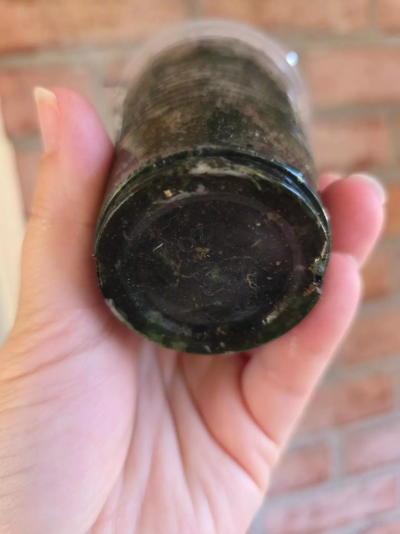 plant/Alocasia Yucatan Princess Pink-6