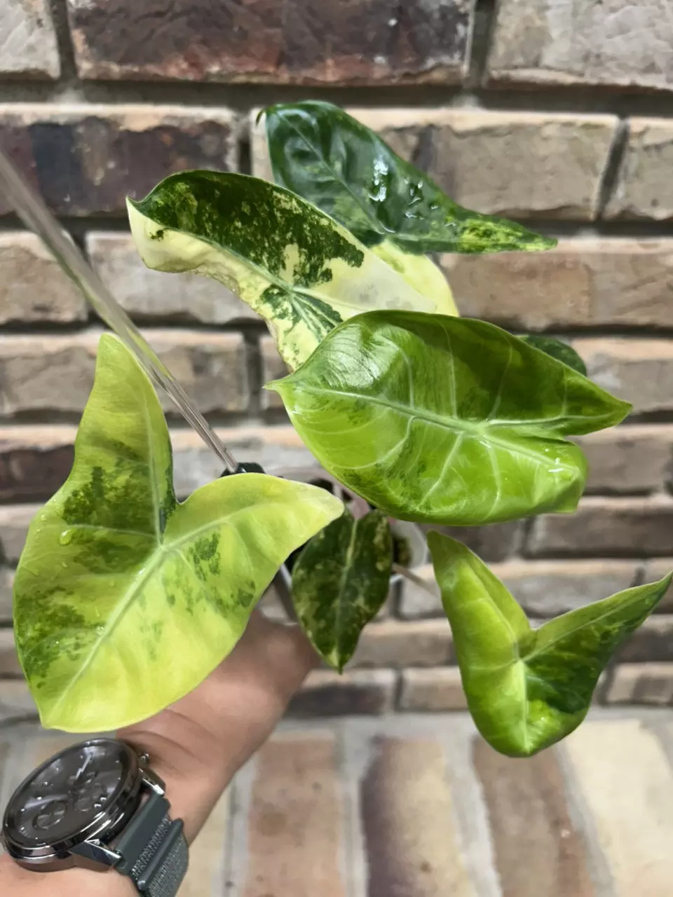 plant/Alocasia Pink Dragon Aurea-0