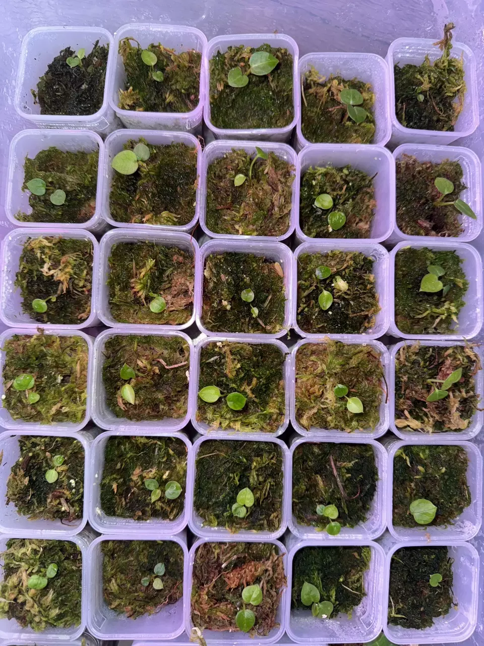 plant/Indo Portillae x HU Red Tiger Anthurium Seedling-3