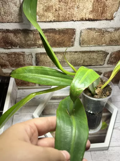 plant/Philodendron Crassinervium-0-thumbnail