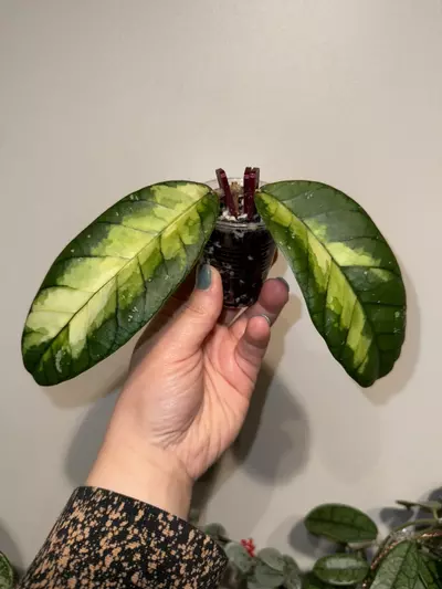 plant/Hoya Aceh ‘Ladia Galaska’-0-thumbnail