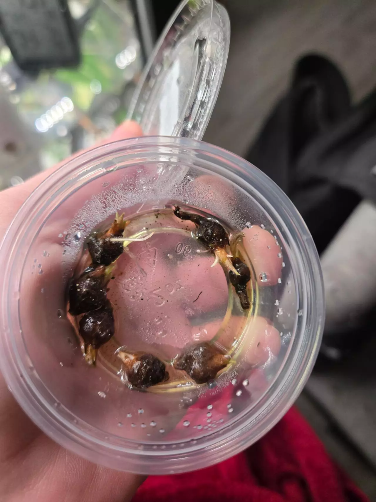 plant/Pink Amazonica Corms-1