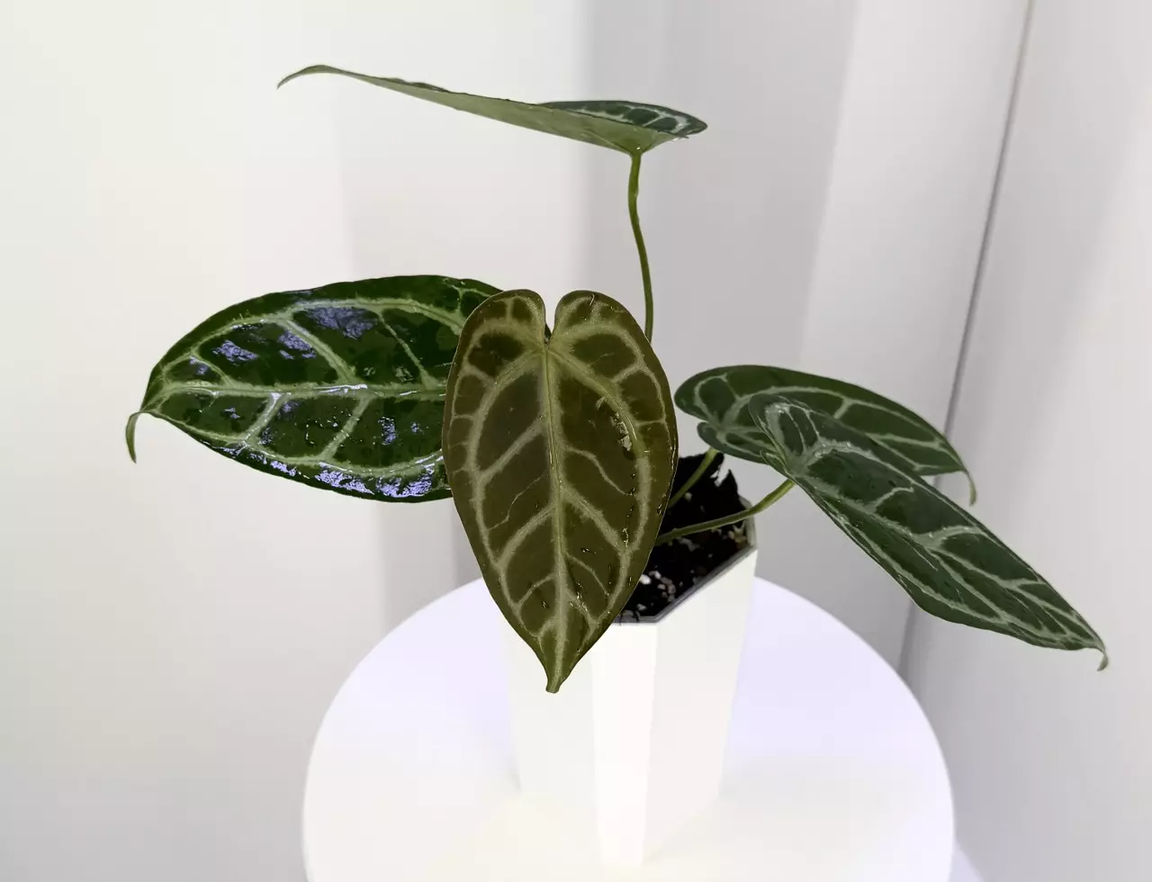 plant/Anthurium SKG Gray Clone from Rory Offset-1