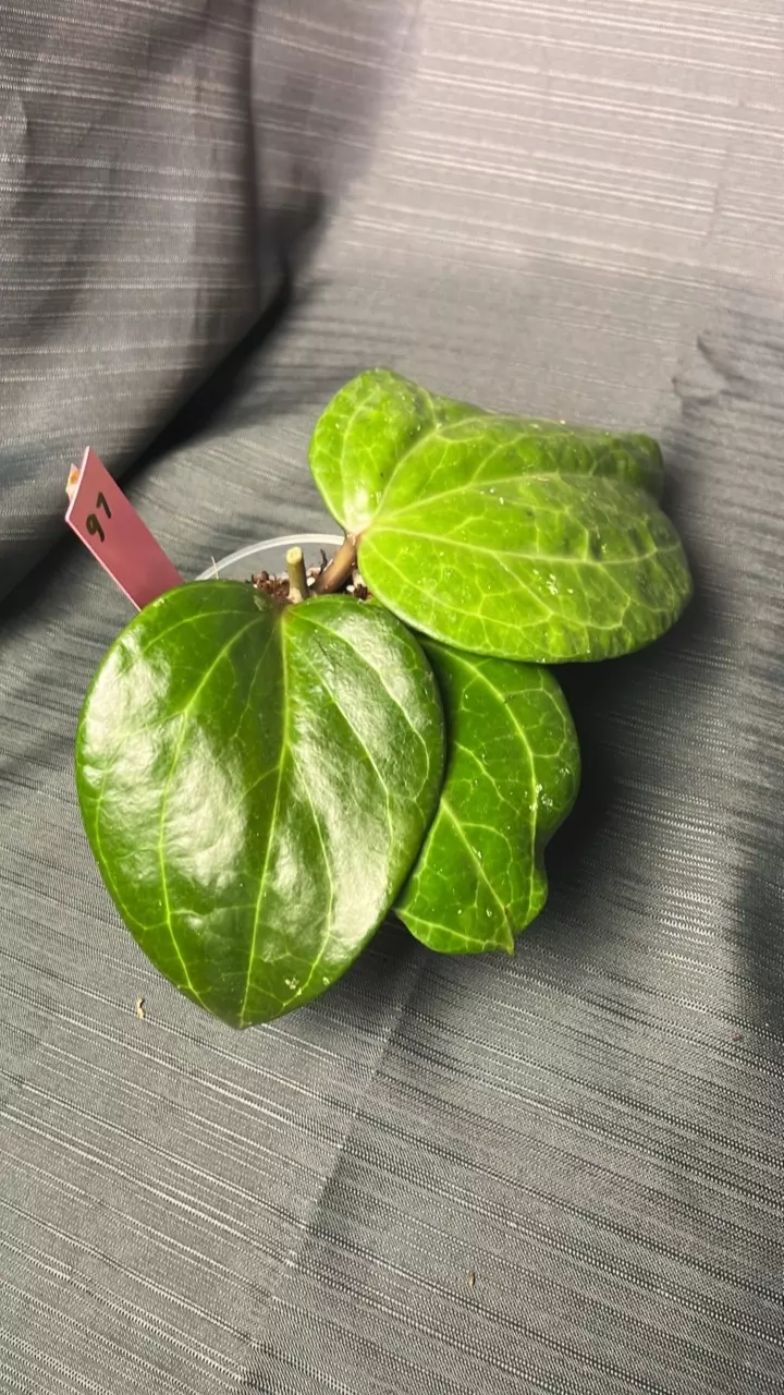 plant/97. H latifolia (Sarawak) unk bloom-1