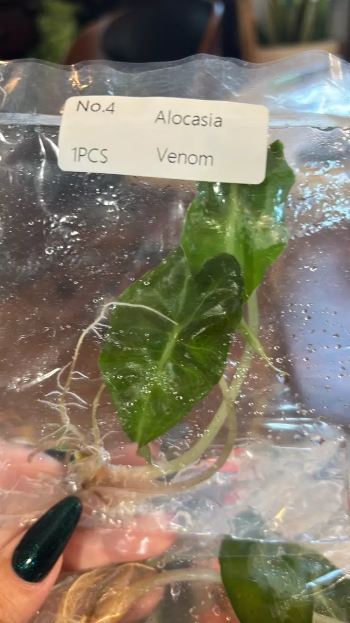 plant/VENOM Alocasia tissue culture growers choice-0