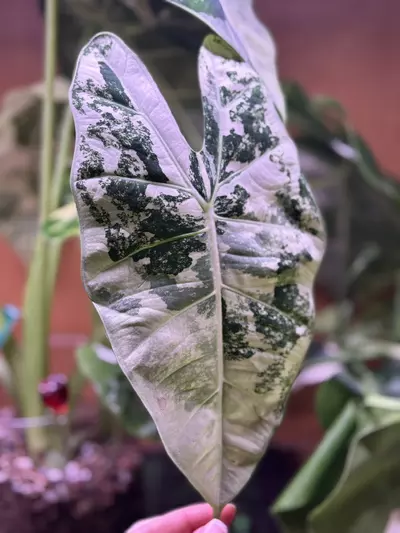 plant/CORM ONLY. Mother frydek high variegated white & cream-0-thumbnail