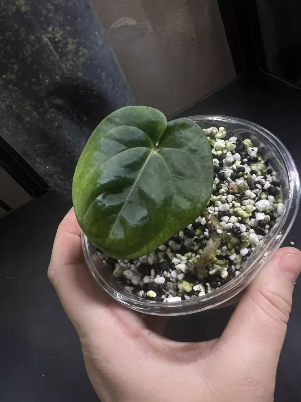 plant/Kuna x Carla prop-0
