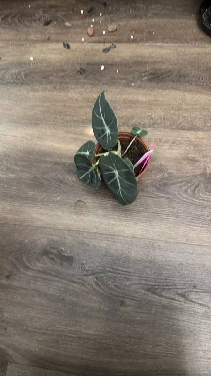 plant/Al24 ALOCASIA NINJA-0