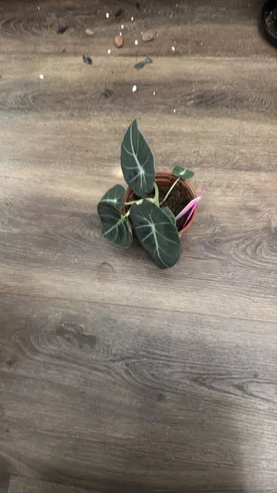 plant/Al24 ALOCASIA NINJA-0-thumbnail